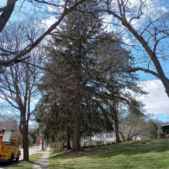 Dennison tree removal a