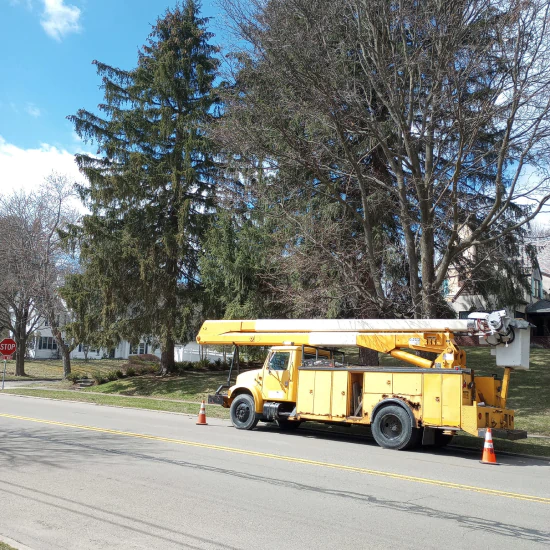 Dennison tree removal c