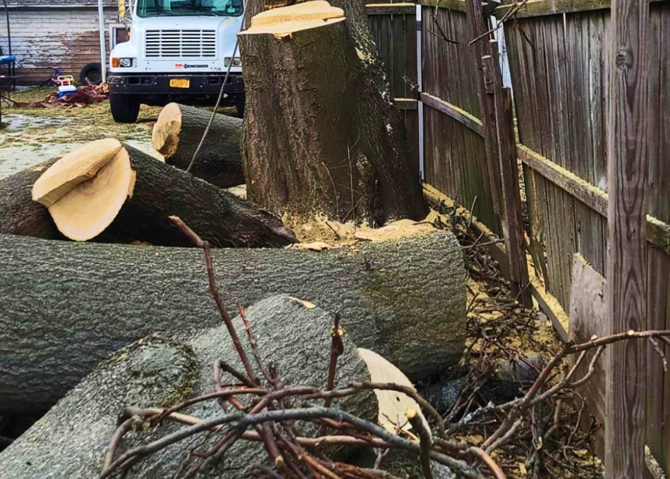 Tree Removal (1)