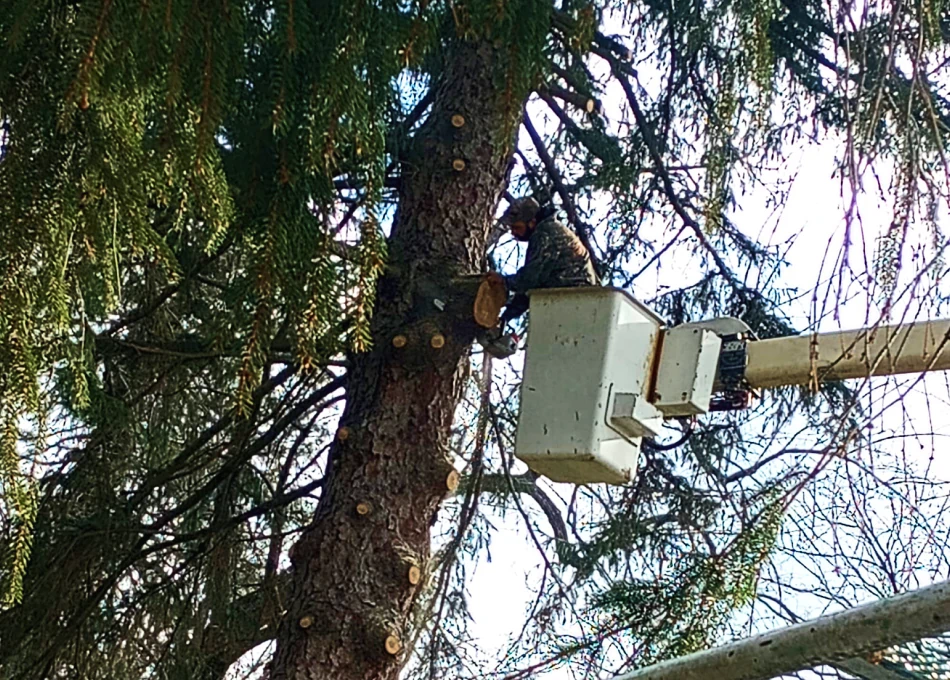 Tree Trimming (1) Tree Trimming (1)