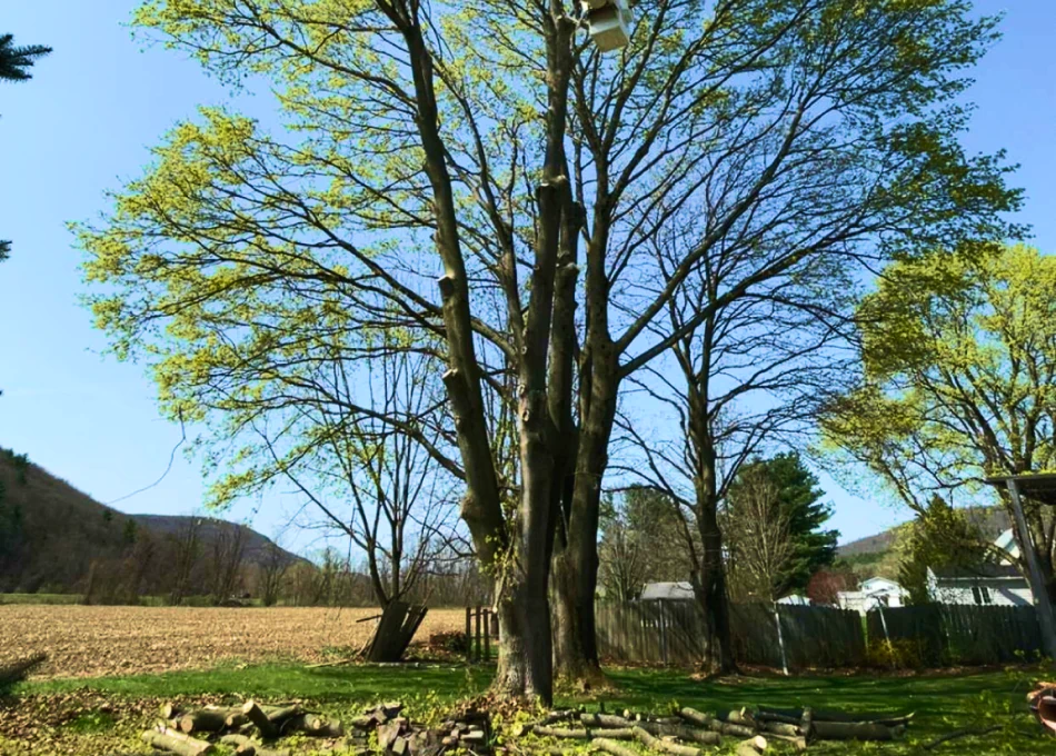 Tree Trimming Tree Trimming